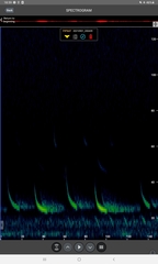 Pipistrellus nathusii