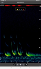 Pipistrellus nathusii