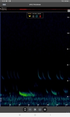 Pipistrellus nathusii