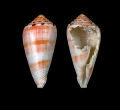 Conus boutetorum