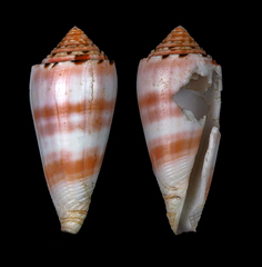 Conus boutetorum