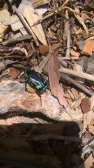 Chlorobapta frontalis