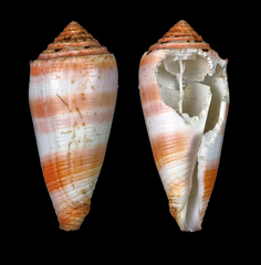 Conus boutetorum