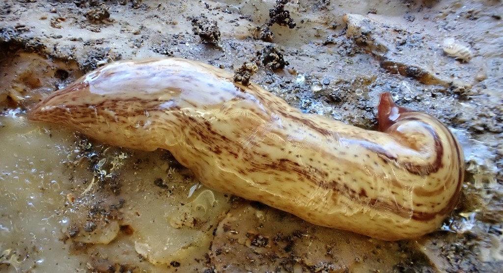 Artioposthia adelaidensis