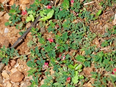 Indigofera linnaei