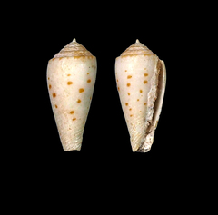 Conus boutetorum