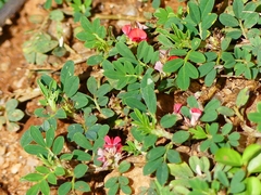 Indigofera linnaei