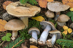 Cortinarius dionysae