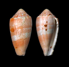 Conus boutetorum