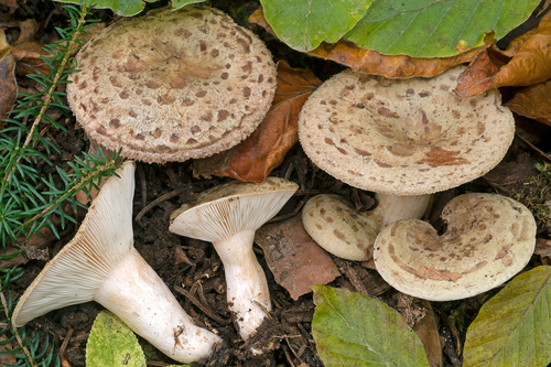Slimy Milkcap