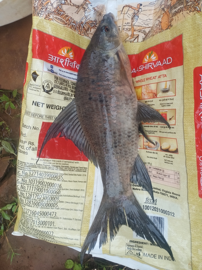 Black rohu (Labeo calbasu) — Cyprinidae