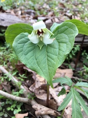 Trillium