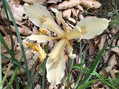 Iris fernaldii