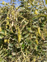 Styphnolobium