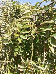 Styphnolobium