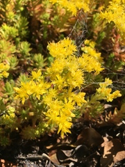 Sedum mexicanum