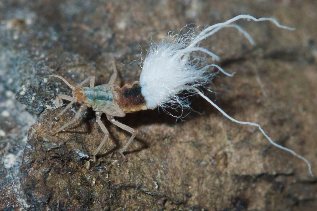 Beech Blight Aphid