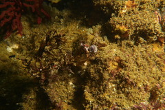 Disporella separata