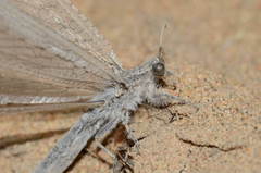 Acanthaclisis pallida