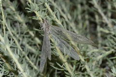 Acanthaclisis pallida