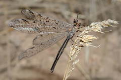 Euroleon parvus