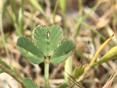 Trifolium gracilentum