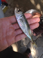 Trachurus trachurus