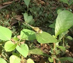 Diplacodes trivialis