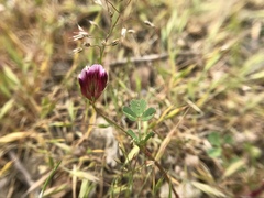 Trifolium gracilentum