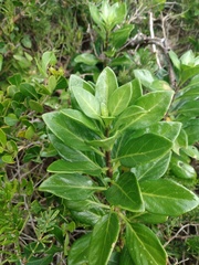Solanum guineense