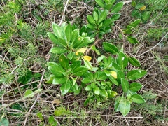 Solanum guineense