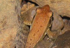 Indosylvirana caesari
