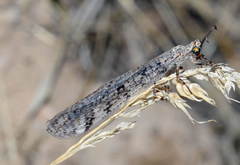 Euroleon parvus