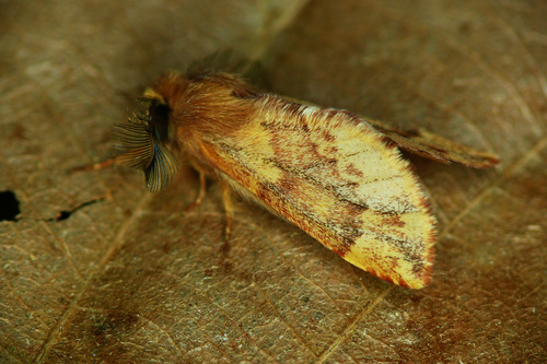 Plumed Prominent