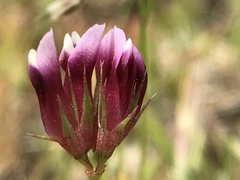 Trifolium gracilentum
