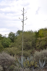 Agave asperrima