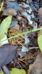 Agriocnemis keralensis