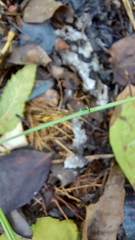 Agriocnemis keralensis