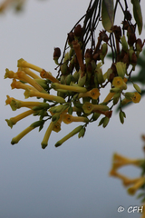 Nicotiana glauca