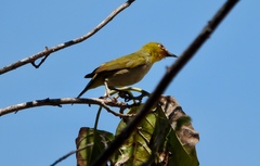 Zosterops citrinella