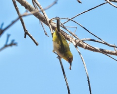 Zosterops citrinella