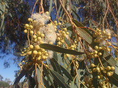 Eucalyptus camaldulensis arida
