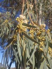 Eucalyptus camaldulensis arida