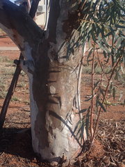 Eucalyptus camaldulensis arida