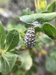 Euphydryas chalcedona