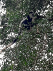 Colobus