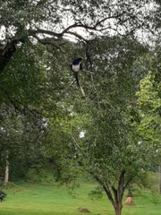 Colobus