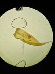 Sciuro-hypnum plumosum