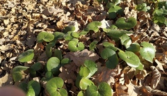 Asarum europaeum