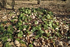 Asarum europaeum